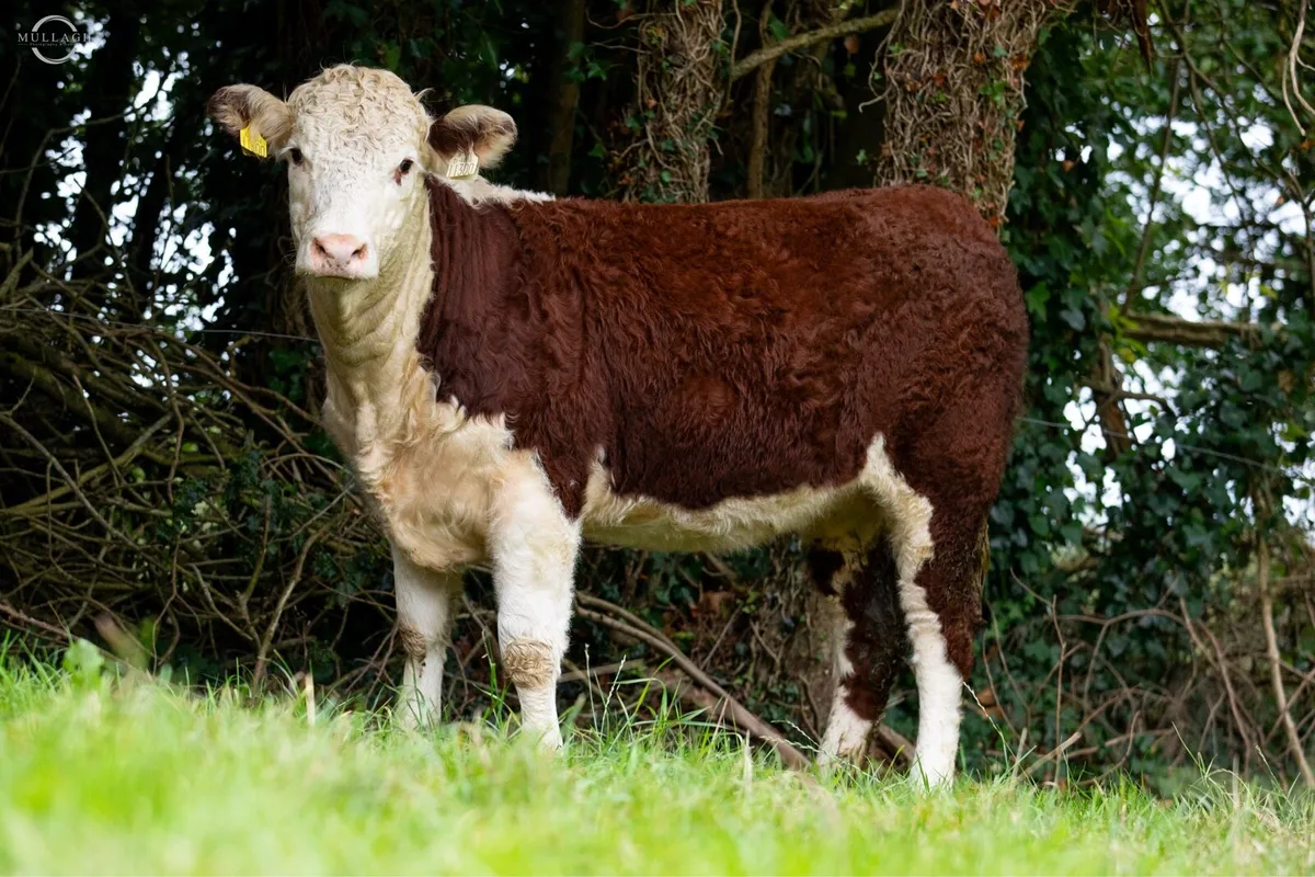 Corlismore production sale - Image 4