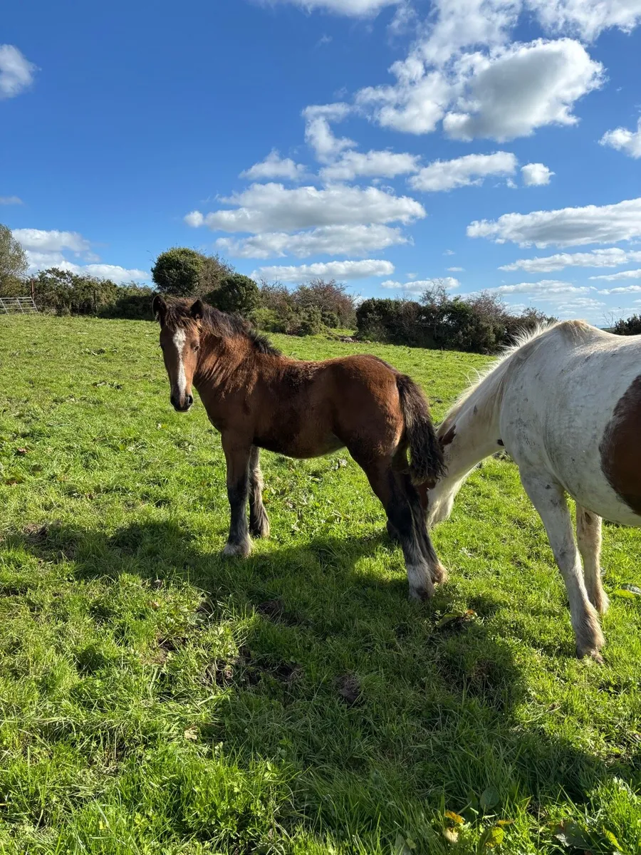 Filly foal - Image 1