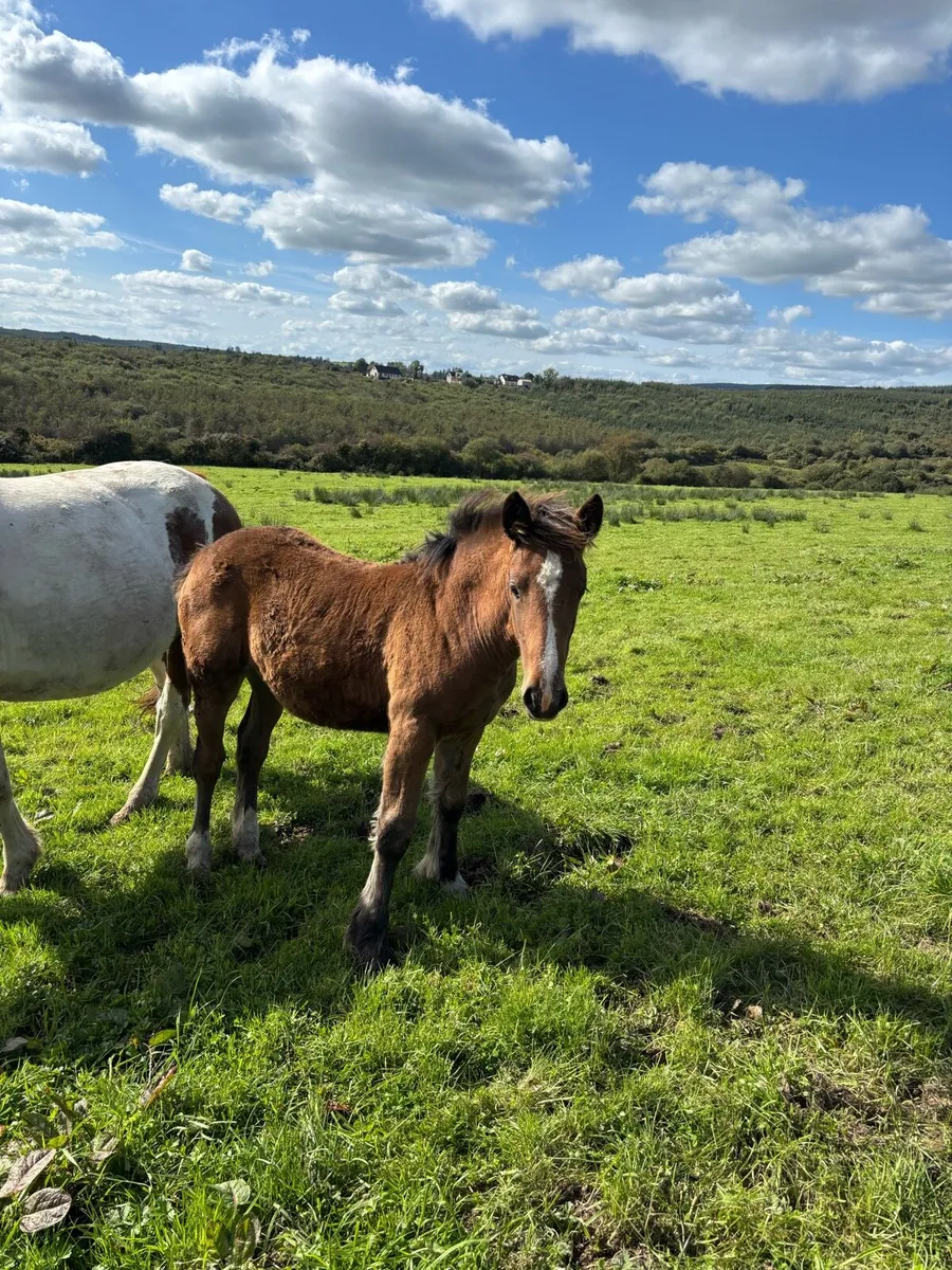 Filly foal - Image 2