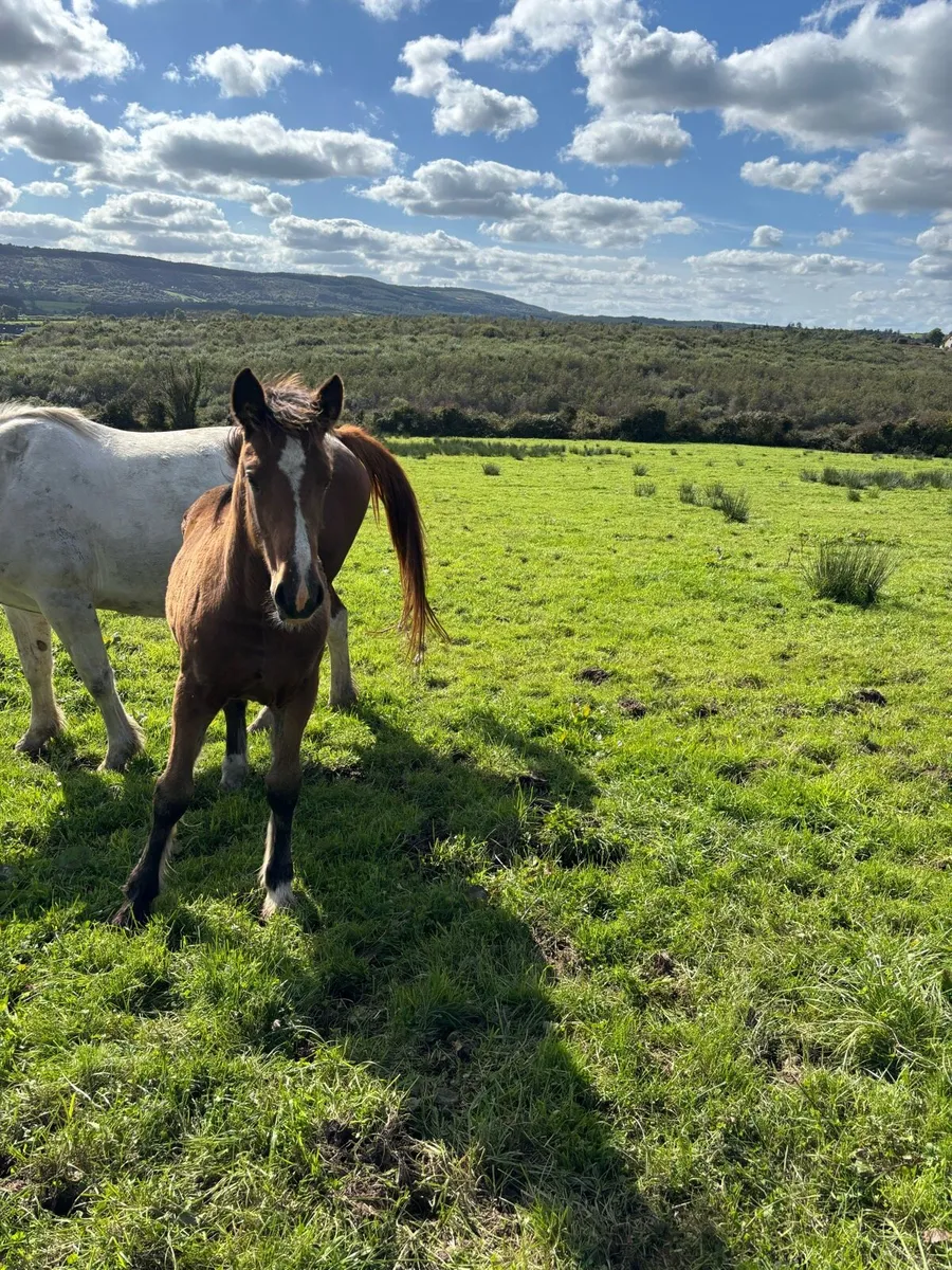 Filly foal - Image 3