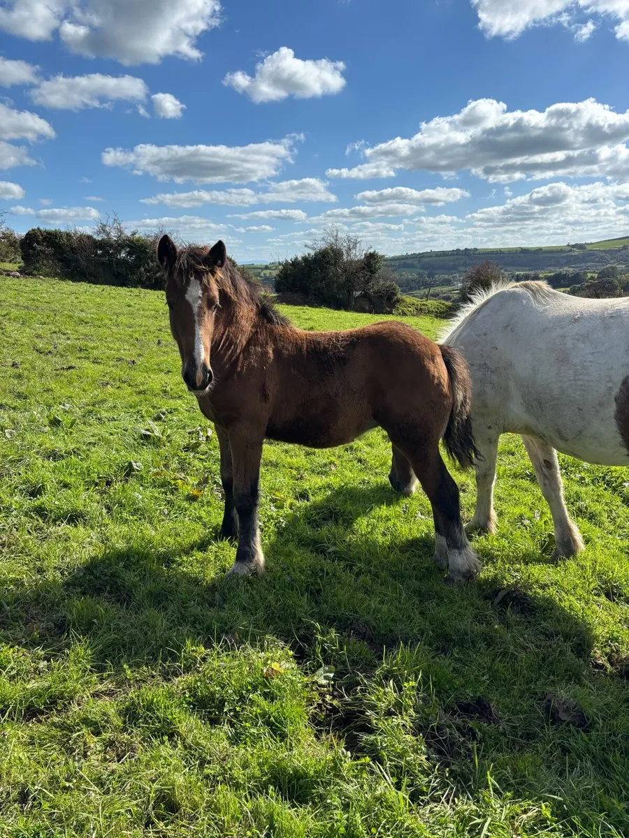 Filly foal - Image 4