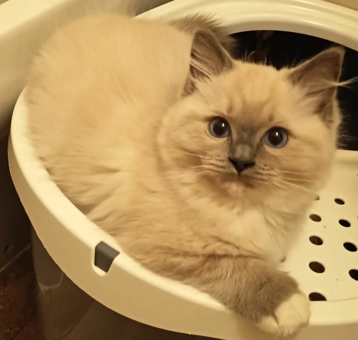 Kittens - Image 1