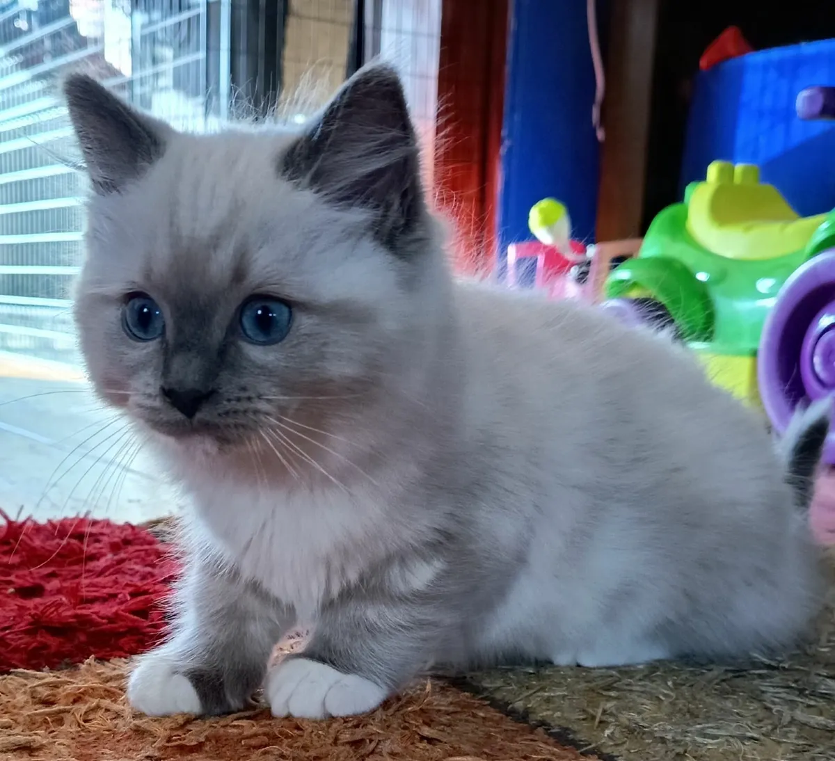 Kittens - Image 2