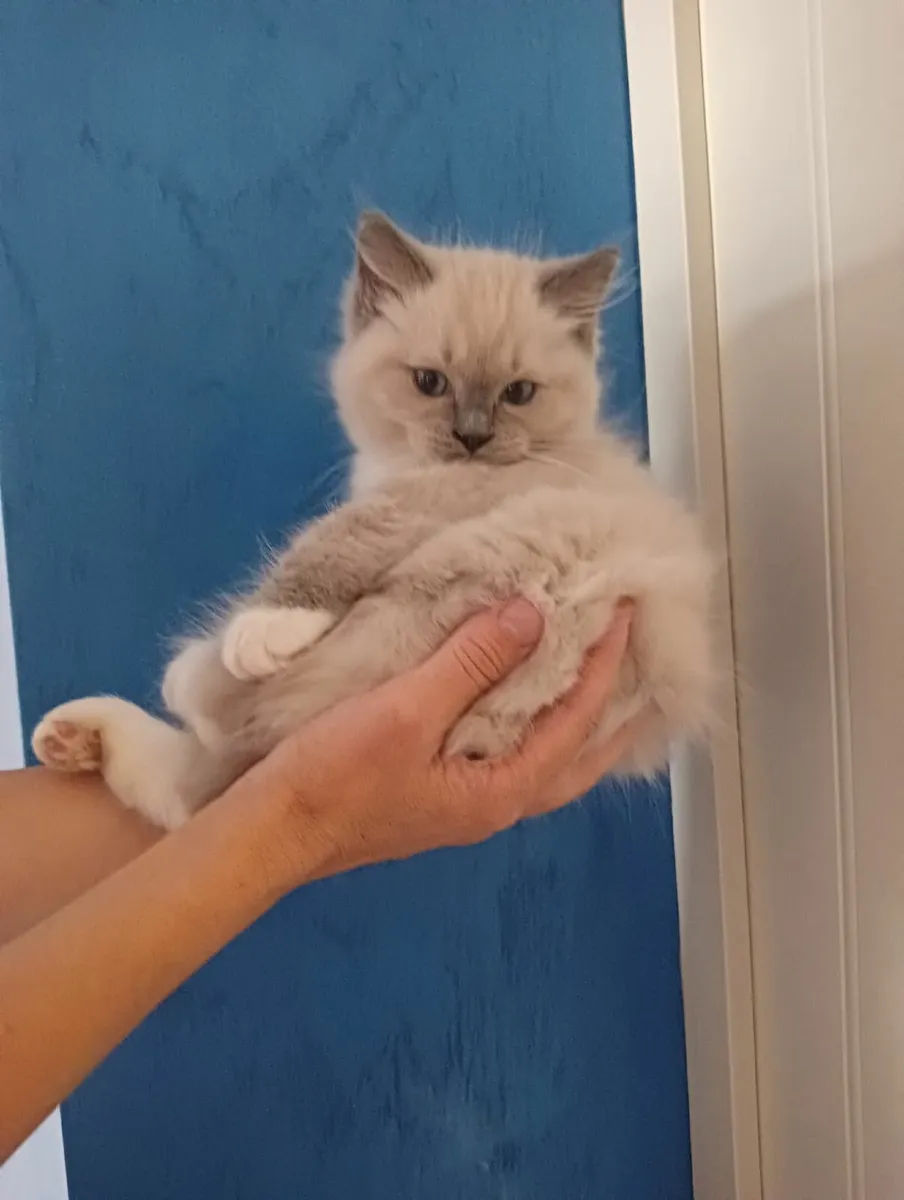 Kittens - Image 3