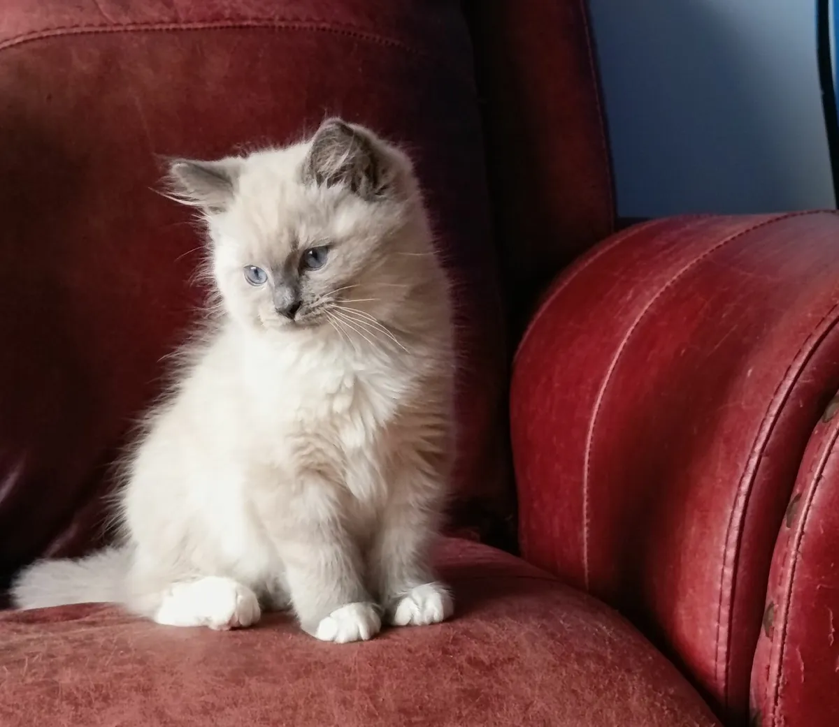 Kittens - Image 4
