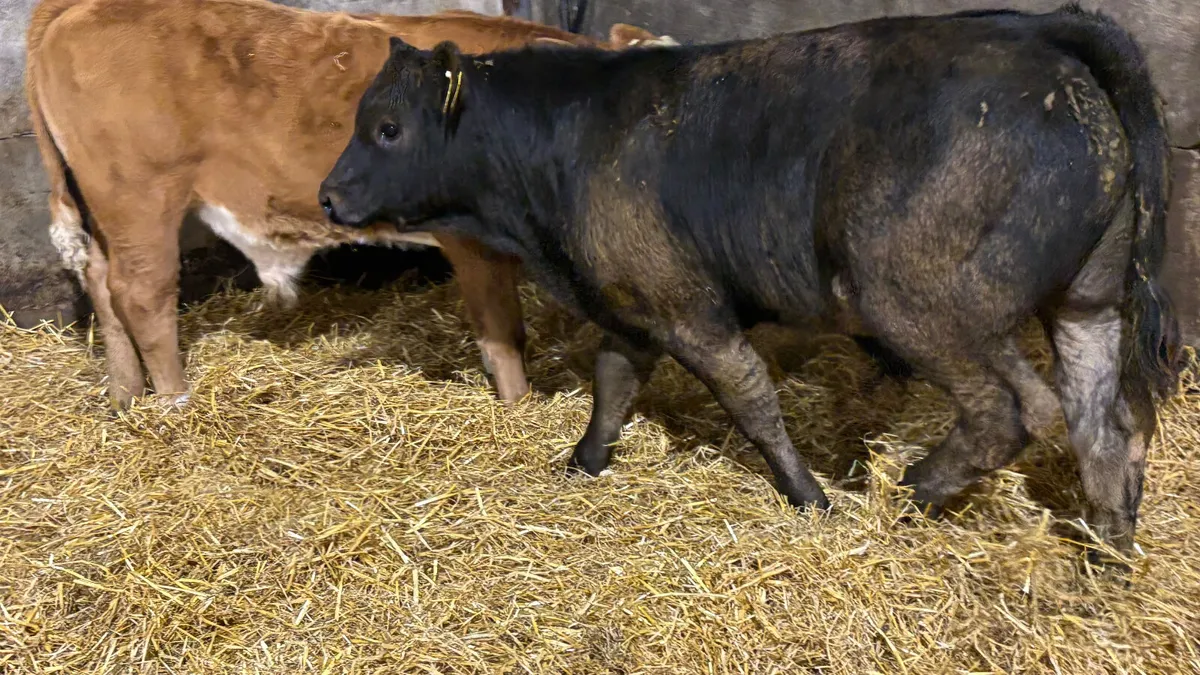 2 Quality Limousin Bull Wealings - Image 3