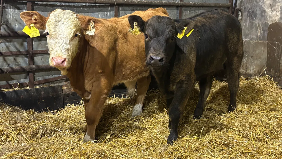 2 Quality Limousin Bull Wealings - Image 4