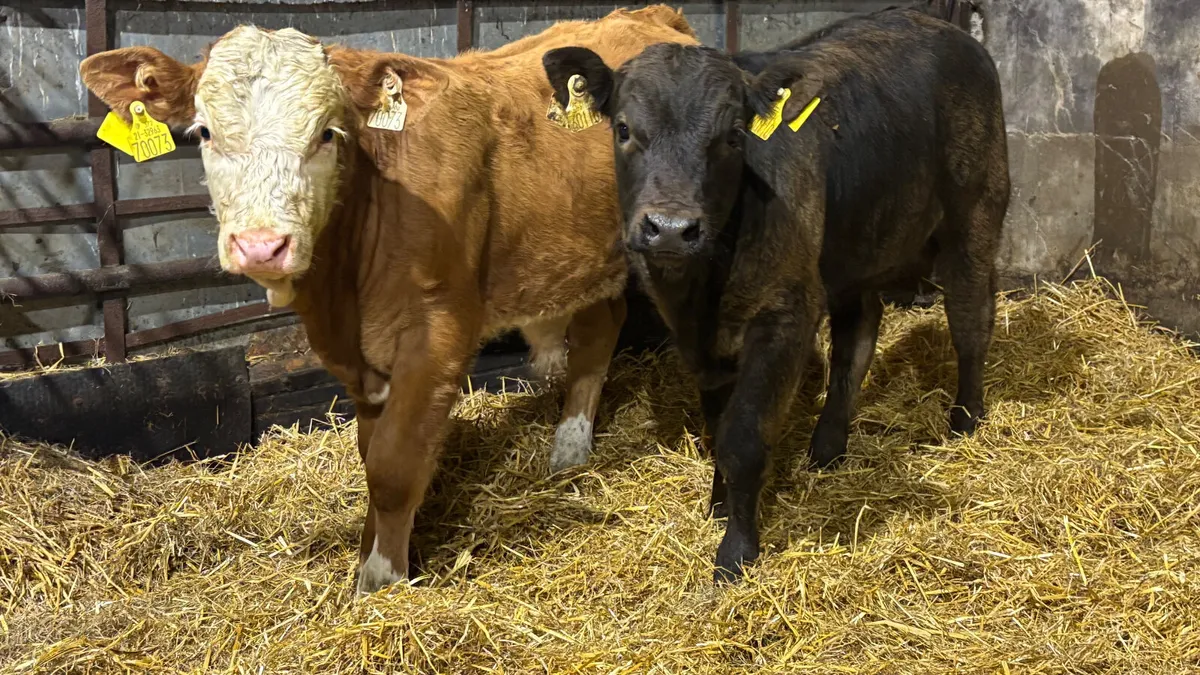 2 Quality Limousin Bull Wealings - Image 1