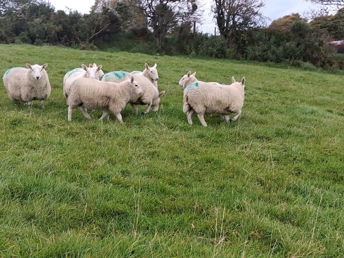 PB NC Cheviot Ram Lambs Sis Approved - Image 1