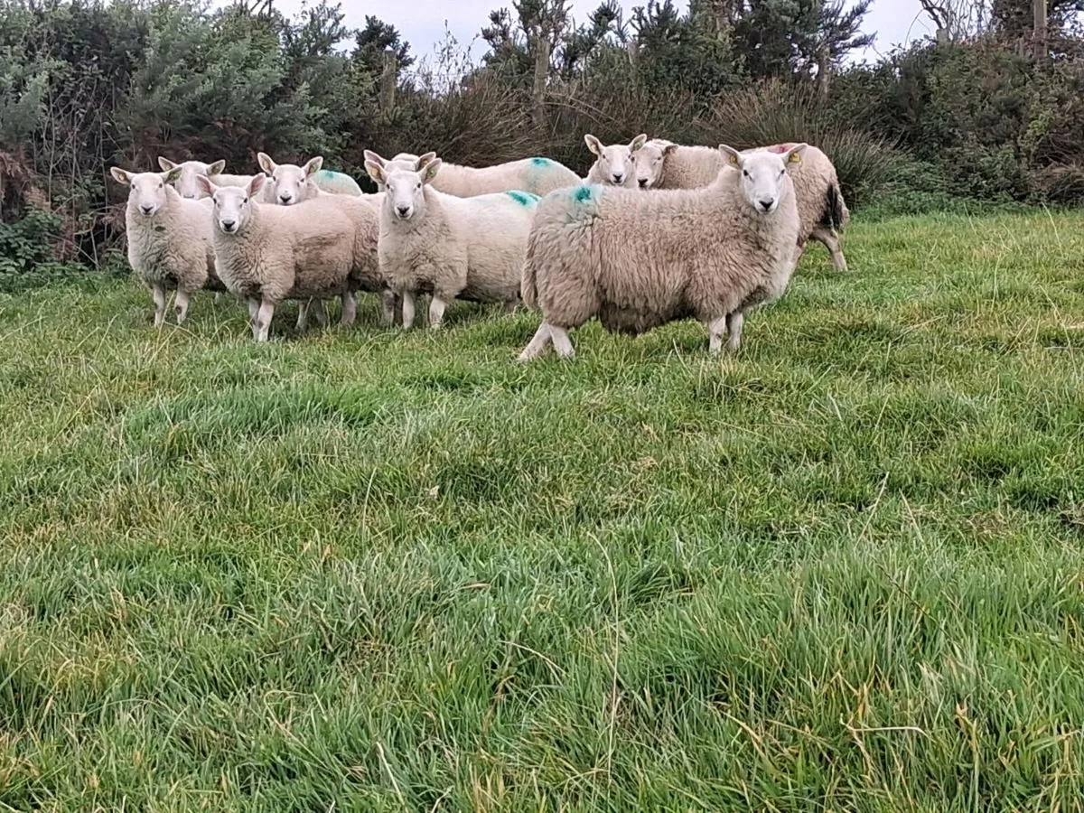 PB NC Cheviot Ram Lambs Sis Approved - Image 2