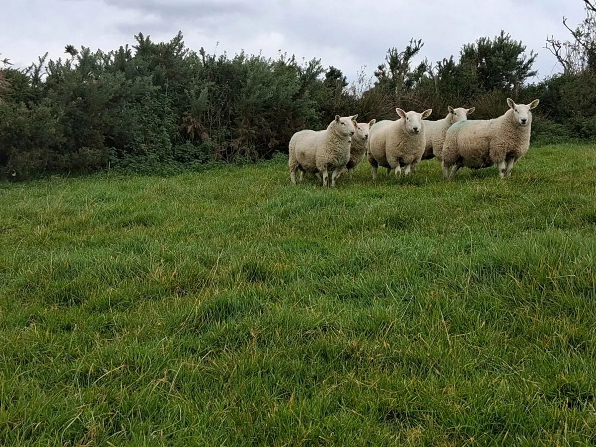 PB NC Cheviot Ram Lambs Sis Approved - Image 3