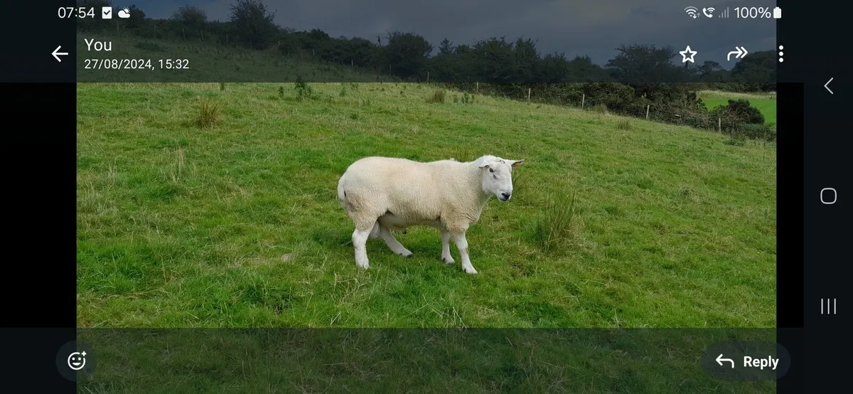 PB NC Cheviot Ram Lambs Sis Approved - Image 4