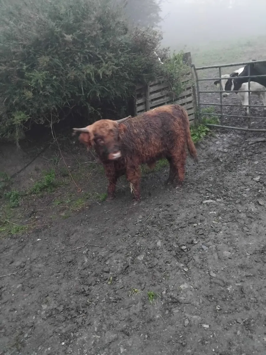 Purebred Highland bull - Image 1