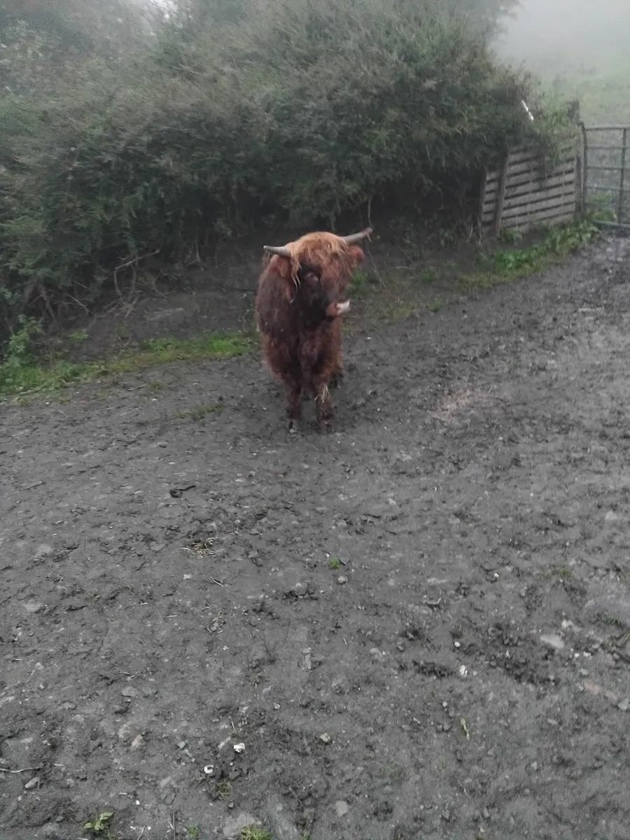 Purebred Highland bull - Image 2