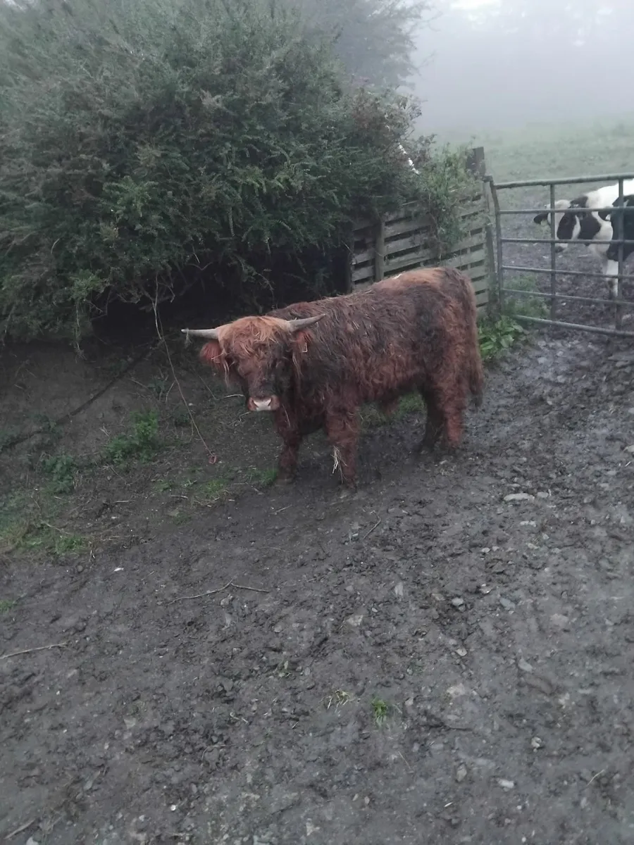 Purebred Highland bull - Image 3