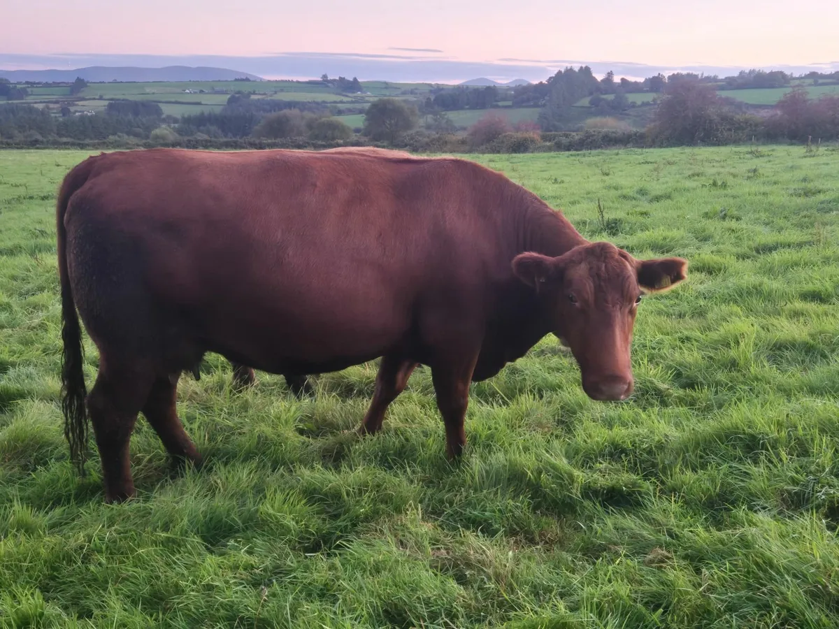 Clearance sale of pedigree angus - Image 1