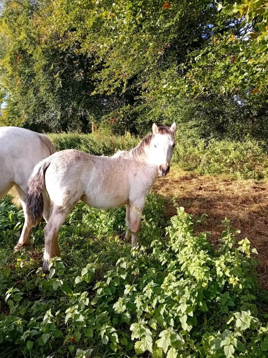 4 connemara filly  foals - Image 1