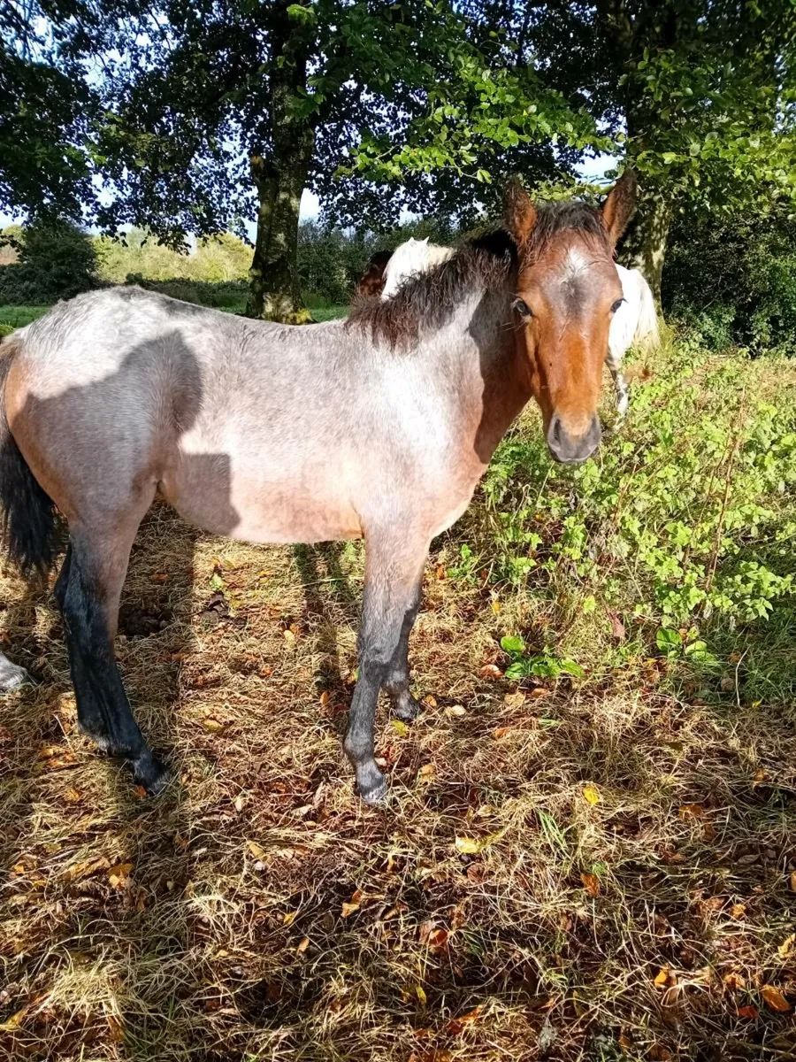 4 connemara filly  foals - Image 2