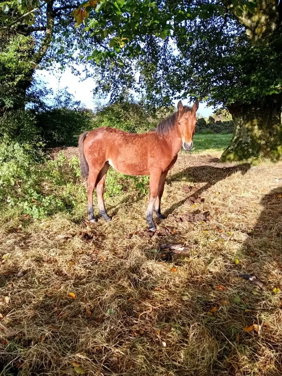 4 connemara filly  foals - Image 3