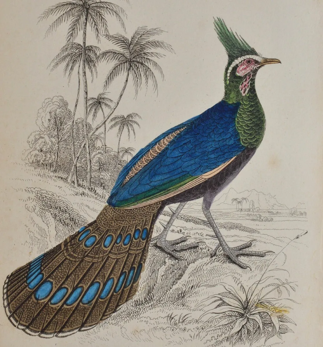 Crested Polyplectron Antique Print Jardine 1834 - Image 1