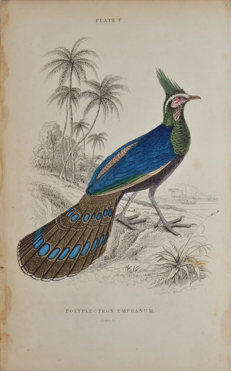 Crested Polyplectron Antique Print Jardine 1834 - Image 2
