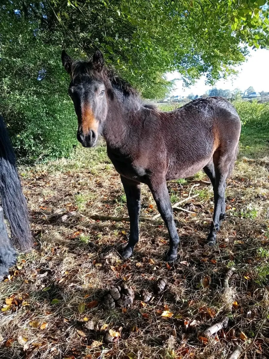 4 connemara filly  foals - Image 4