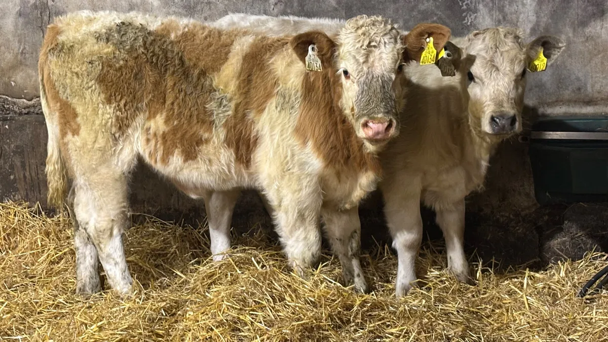 2 Quality Heifer Wealings - Image 1