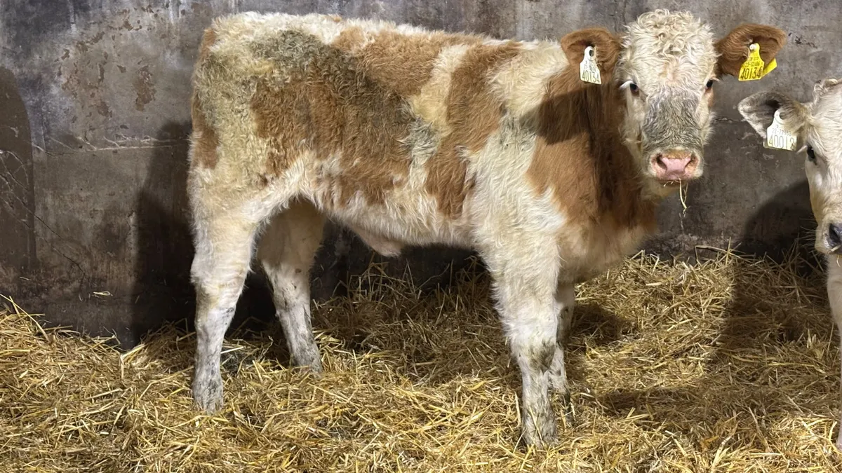 2 Quality Heifer Wealings - Image 3