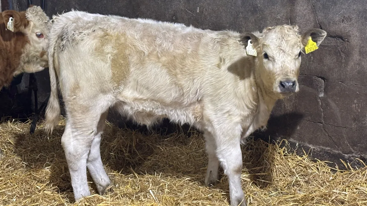 2 Quality Heifer Wealings - Image 4