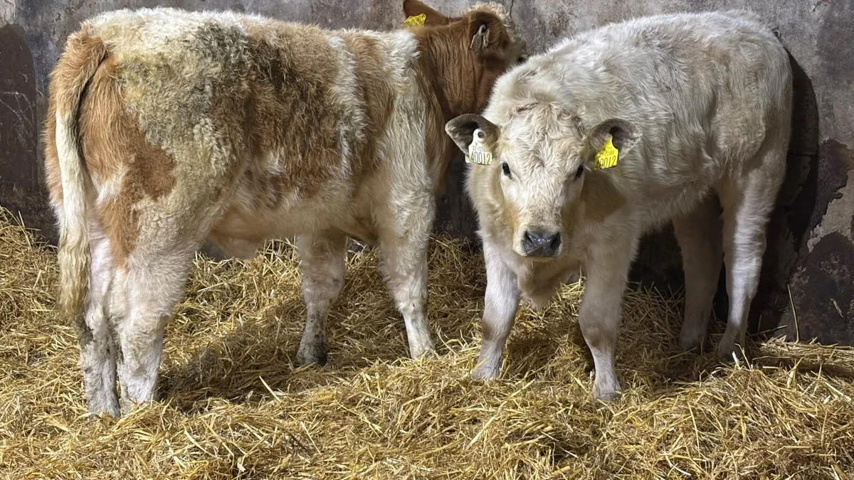 2 Quality Heifer Wealings - Image 2