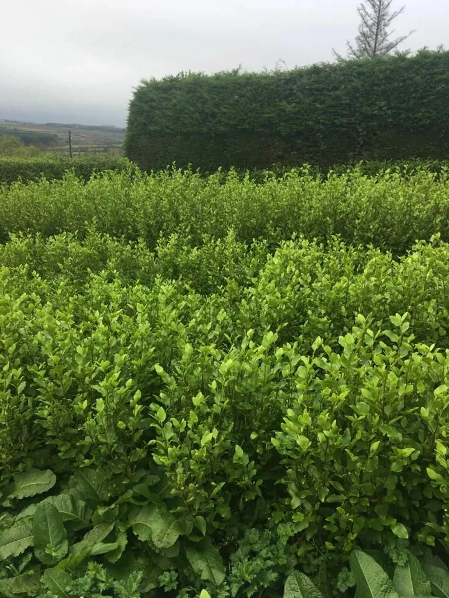 Griselinia - 1 Euro each - North Kerry - Image 1