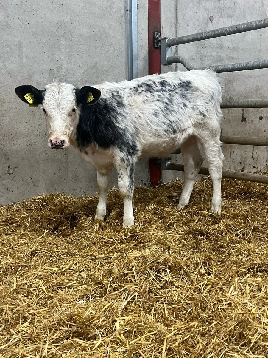 2 Shorthorn Heifers - Image 1