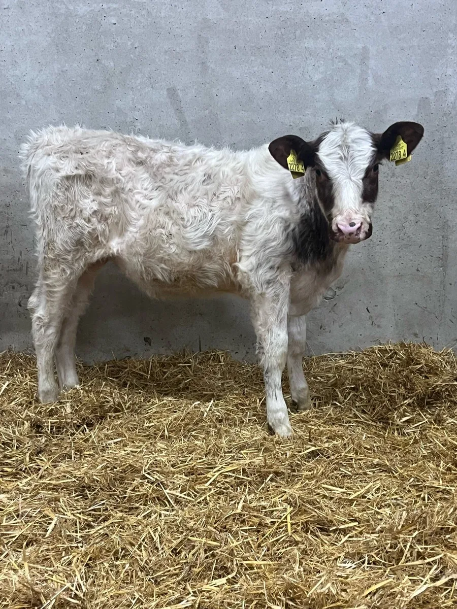2 Shorthorn Heifers - Image 2