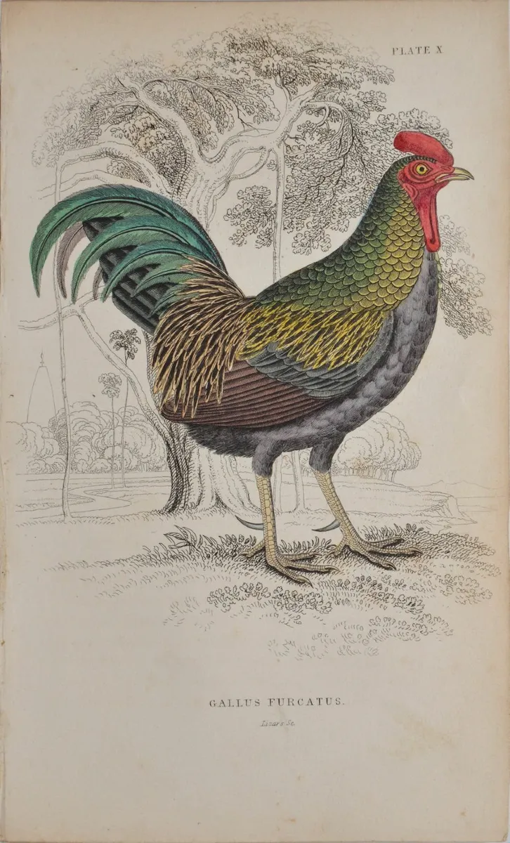 Fork Tailed Cock Antique Print Jardine 1834 - Image 2