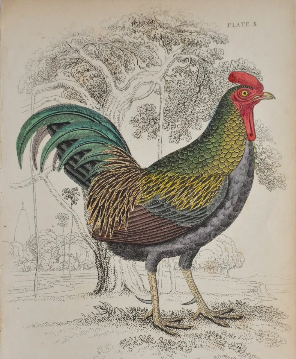 Fork Tailed Cock Antique Print Jardine 1834 - Image 1