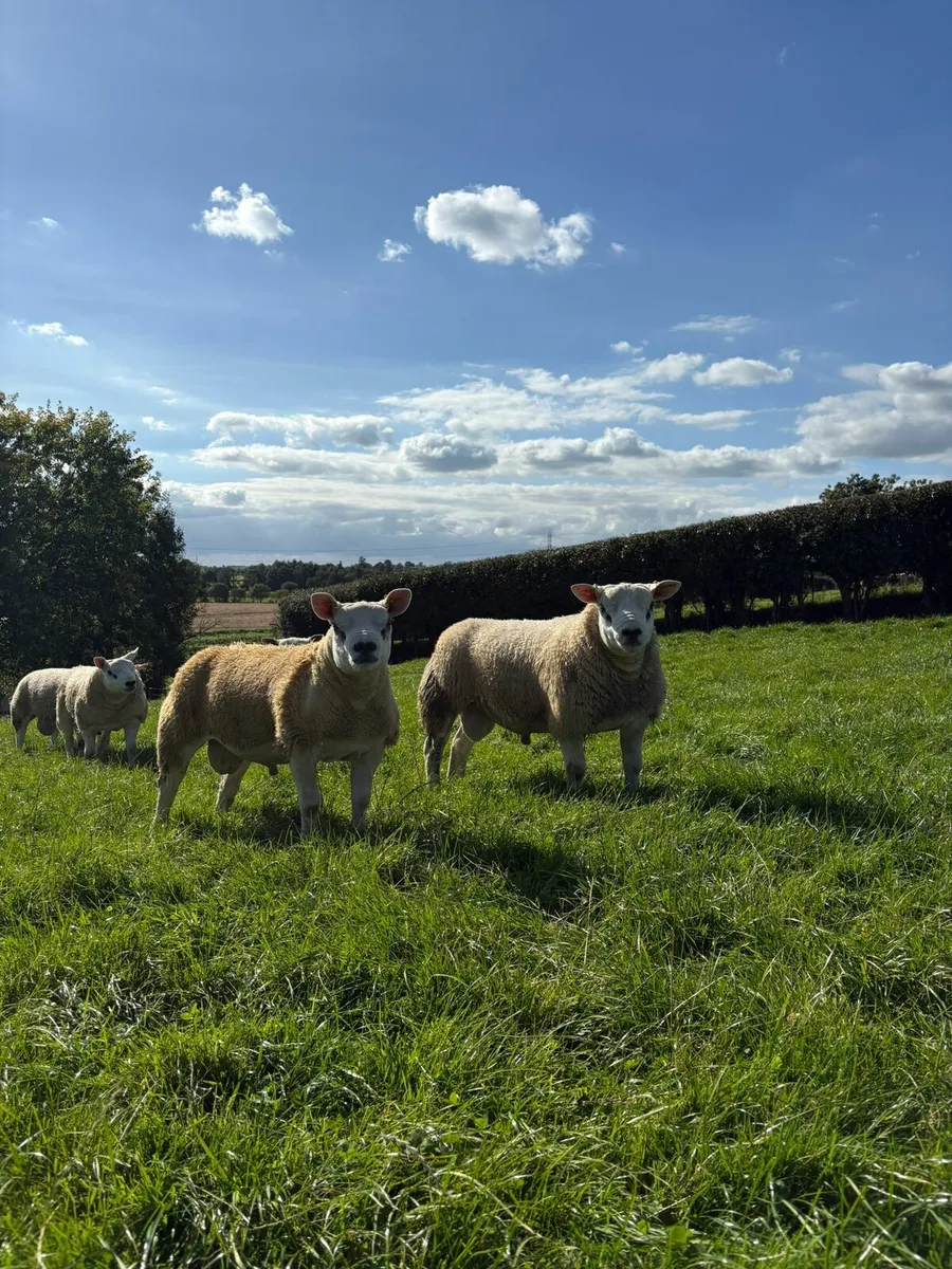 Texel Ram Lambs - Image 1