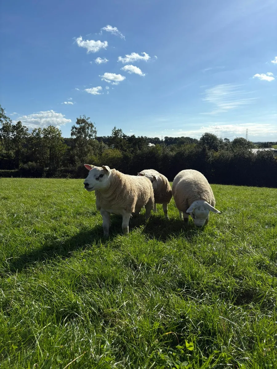 Texel Ram Lambs - Image 2