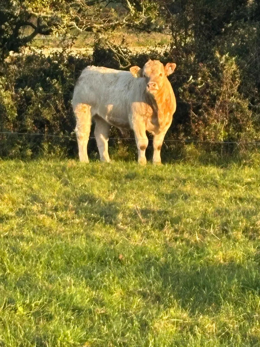 Weanling Bulls - Image 1