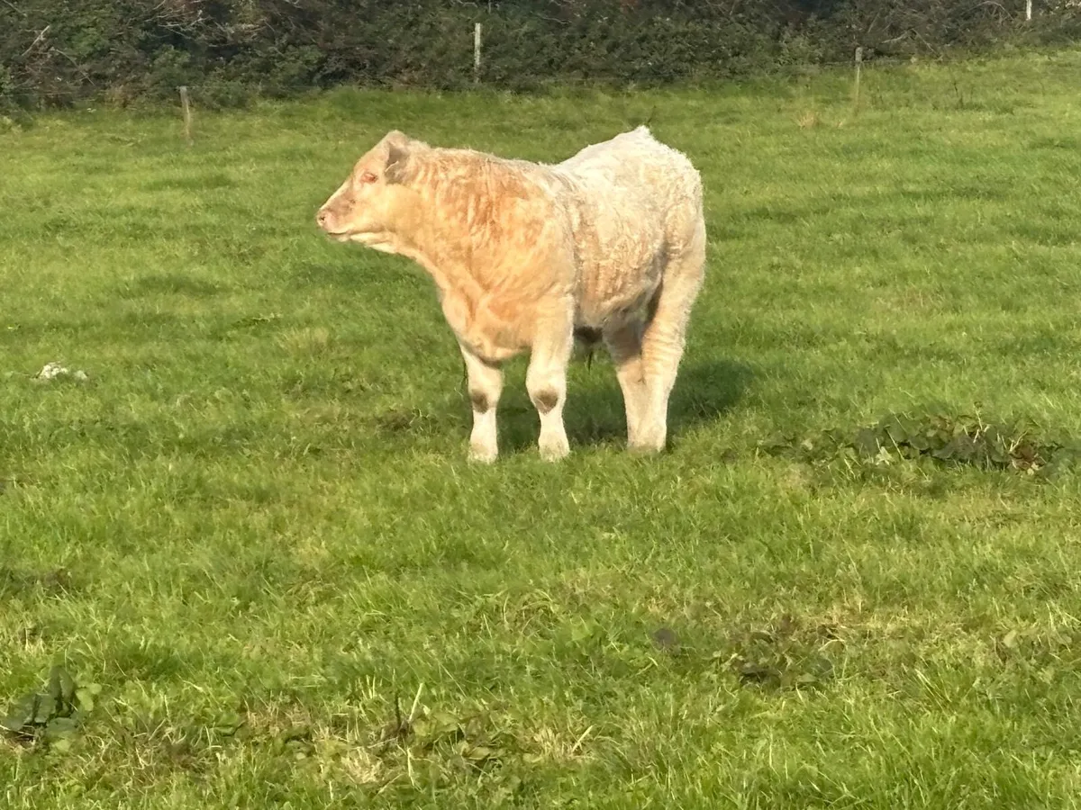 Weanling Bulls - Image 2