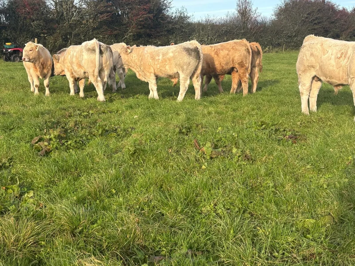 Weanling Bulls - Image 3