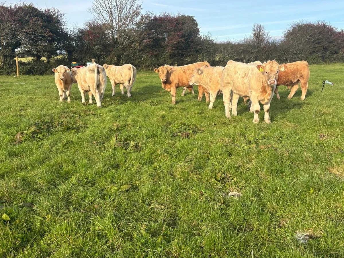 Weanling Bulls - Image 4