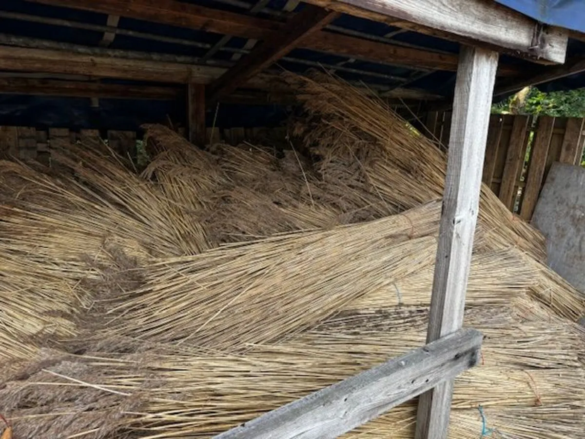 Thatching Reed, hazle, bamboo - Image 1