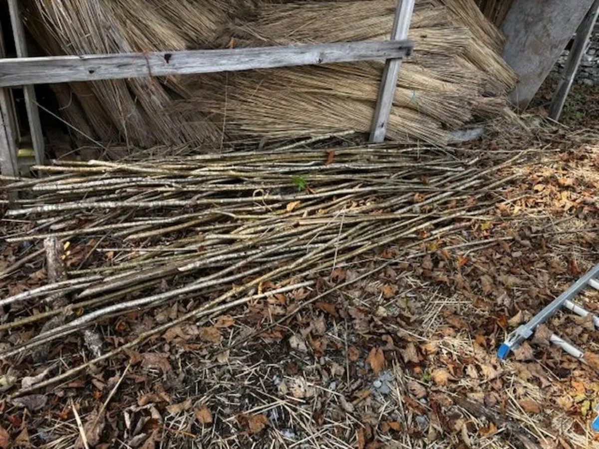 Thatching Reed, hazle, bamboo - Image 2