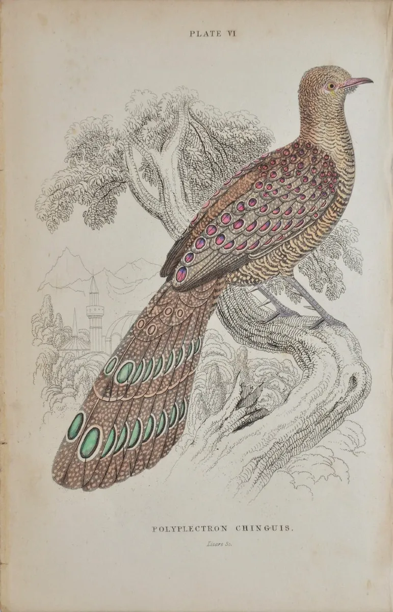 Peacock Pheasant Antique Print Jardine 1834 - Image 2