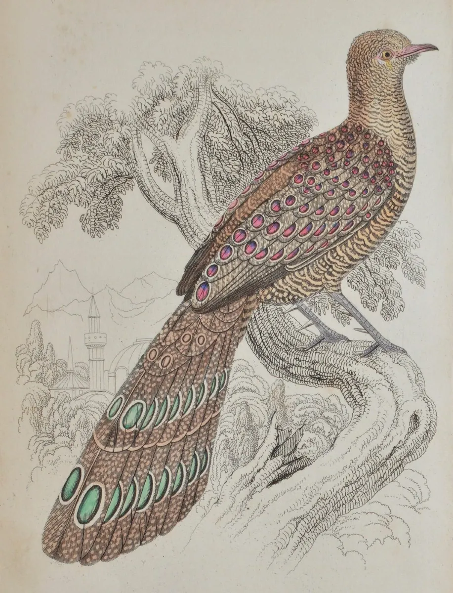 Peacock Pheasant Antique Print Jardine 1834 - Image 1