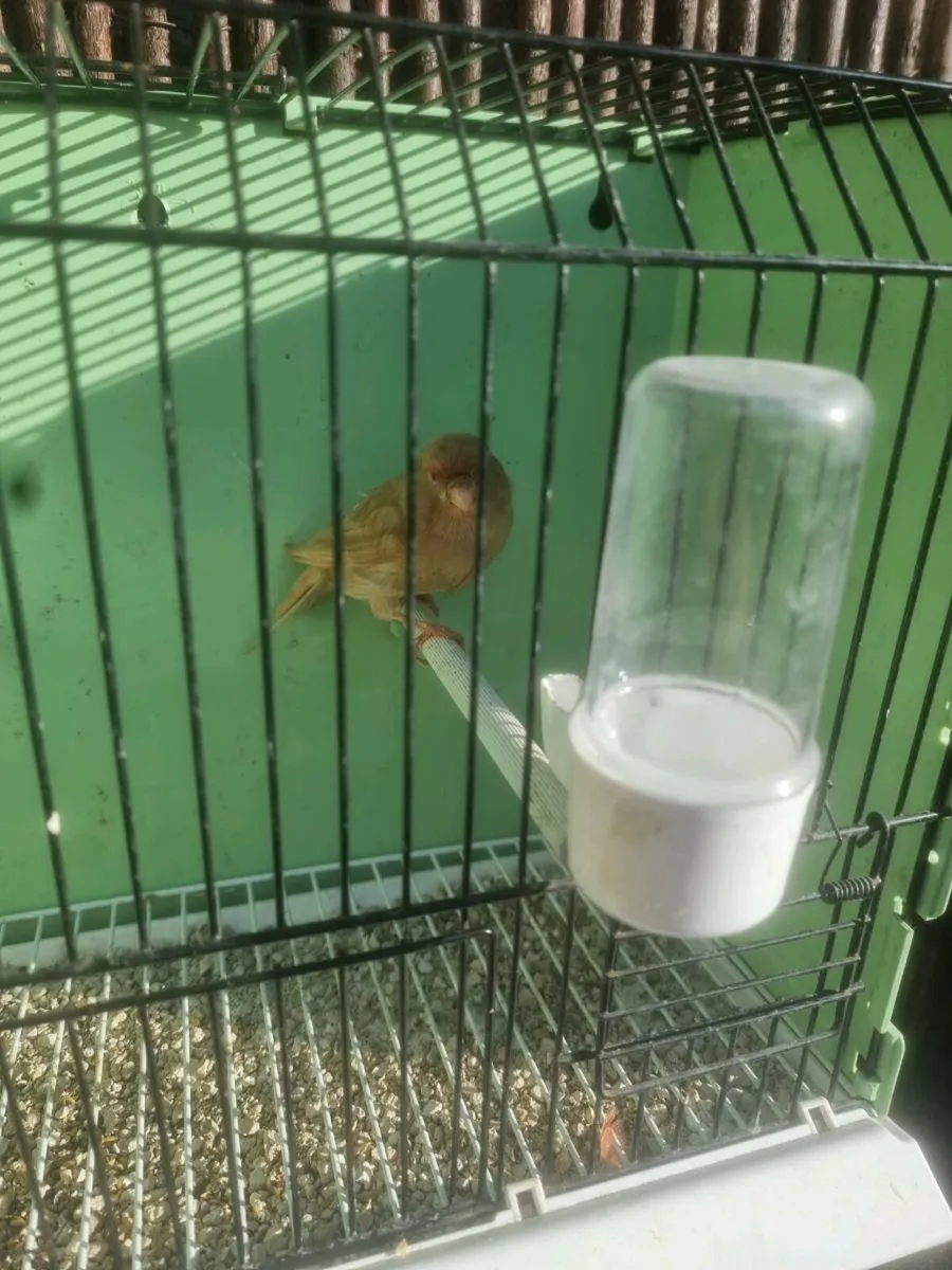 Birds - Image 1