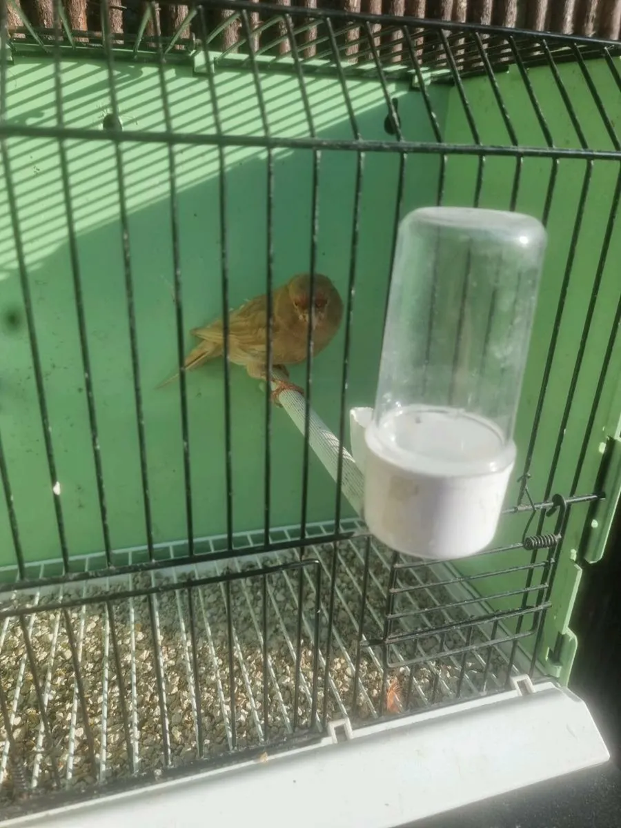Birds - Image 2