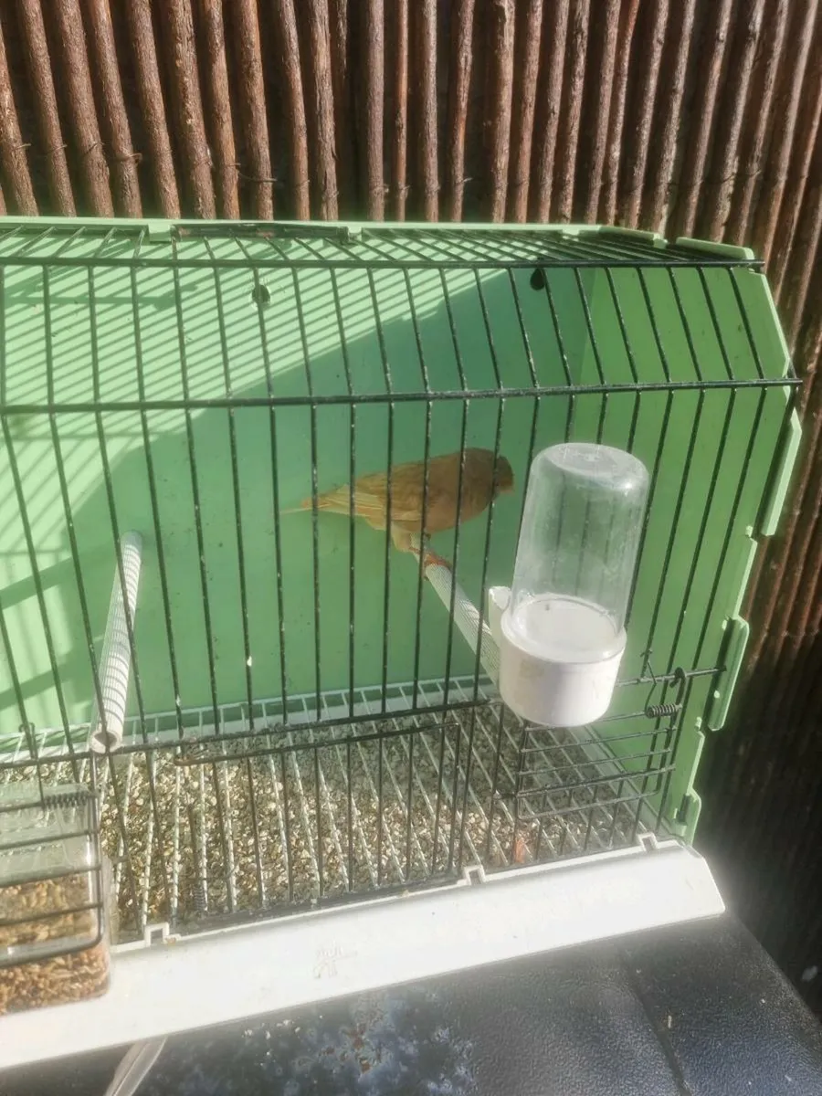 Birds - Image 3