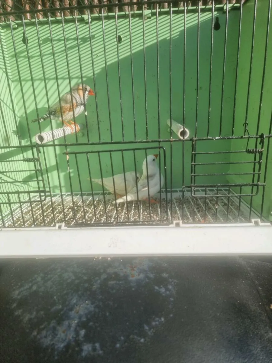 Birds - Image 4