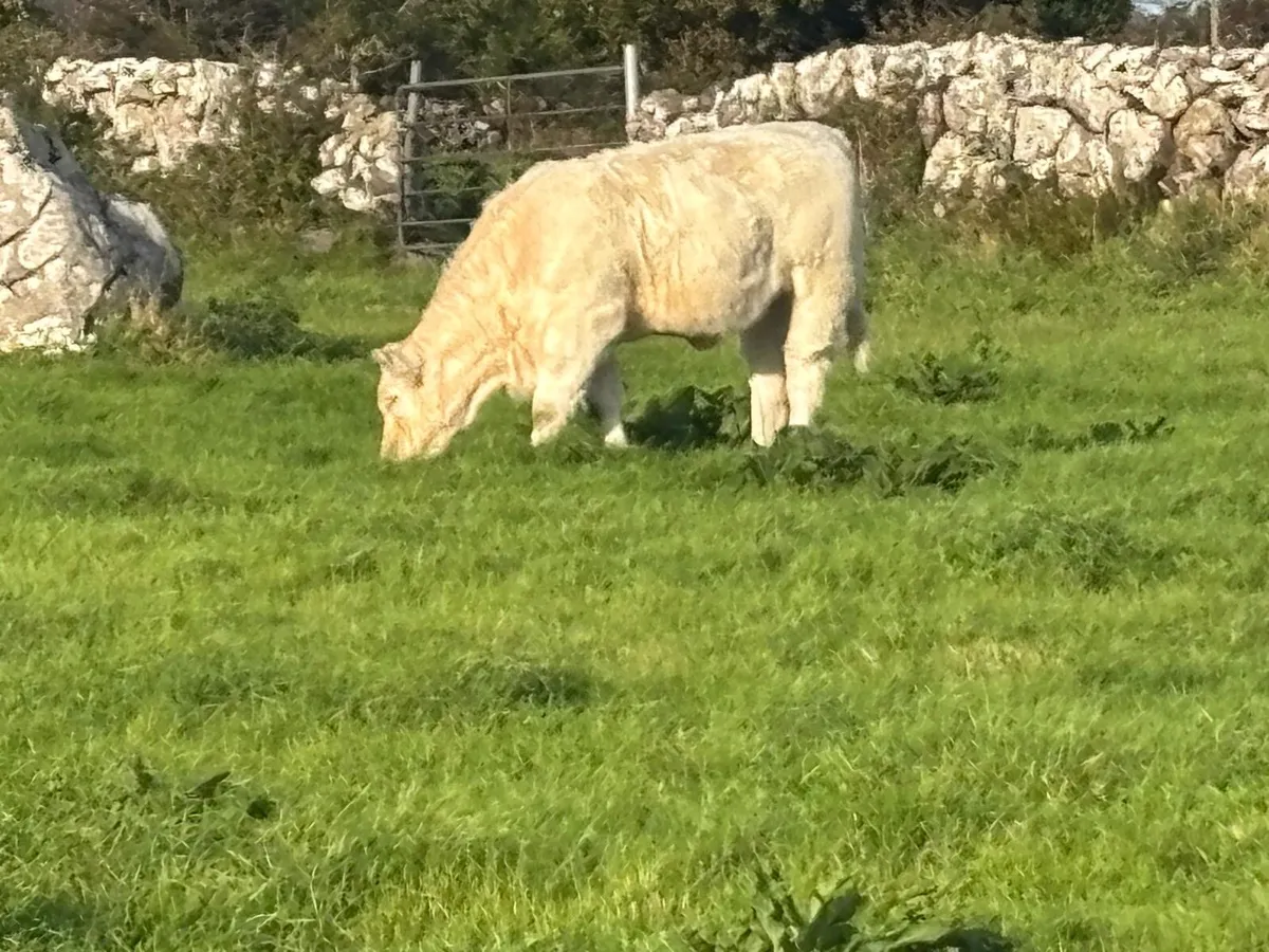 Weanling Heifers - Image 1